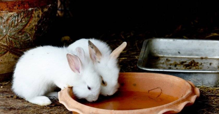 Инструкция по применению молочной кислоты для кроликов и противопоказания