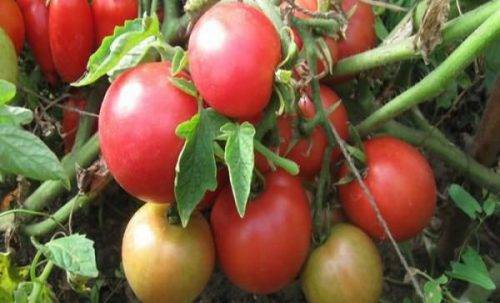Декоративный куст с маленькими плодами — томат непас 11 непасынкующийся комнатный: описание сорта