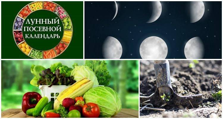 Лунный календарь огородника и садовода на 2020 год