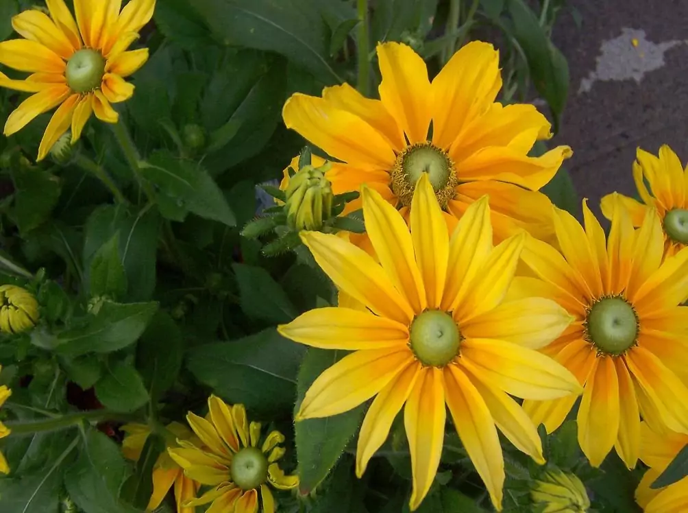 Рудбекия многолетняя — солнышко в вашем саду