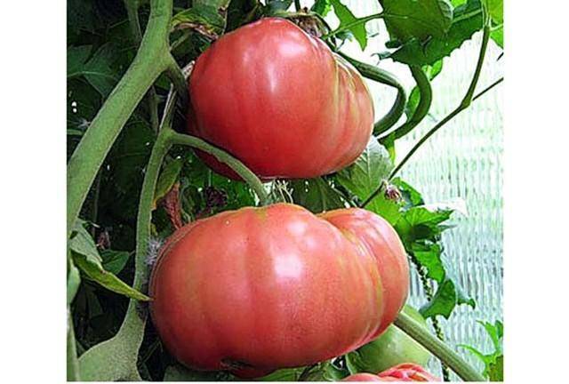 Отличный сорт для любителей крупноплодных сладких помидоров — томат «розовый гигант»