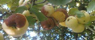 Почему яблоки (или груши) гниют прямо на дереве (это монилиоз): причины и что делать