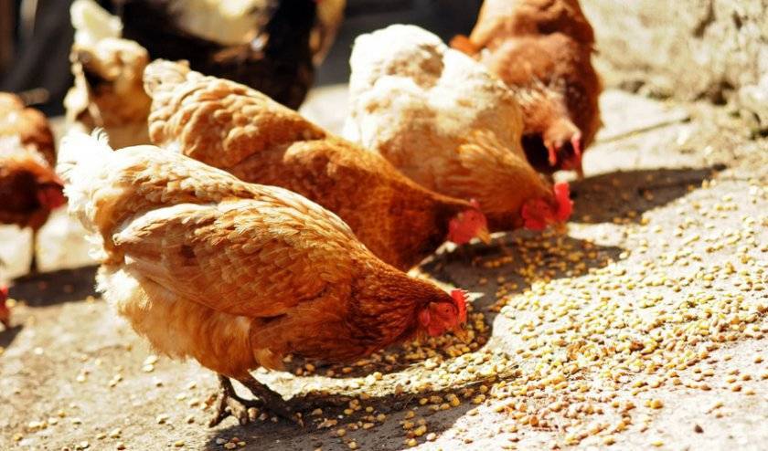 Правила кормления бройлерных кур пшеницей. дозировка для цыплят со второго дня жизни и взрослых птиц