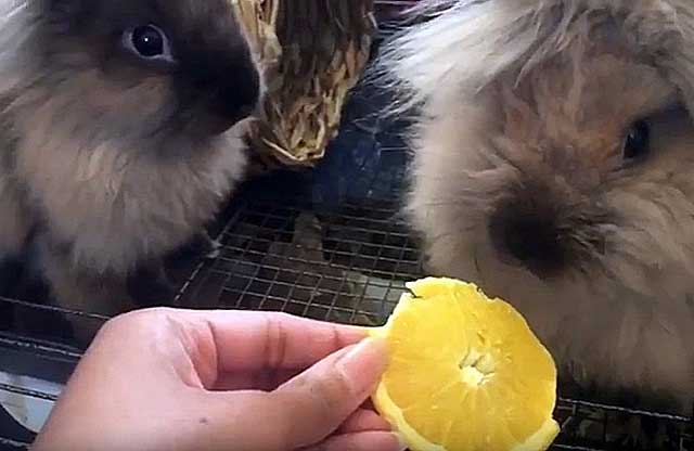 Апельсиновые корки кролику: можно ли давать