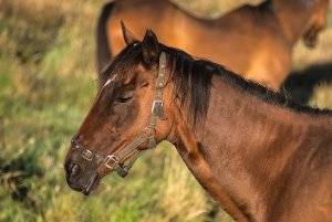 Болезни лошадей: симптомы и лечение, причины заболеваний