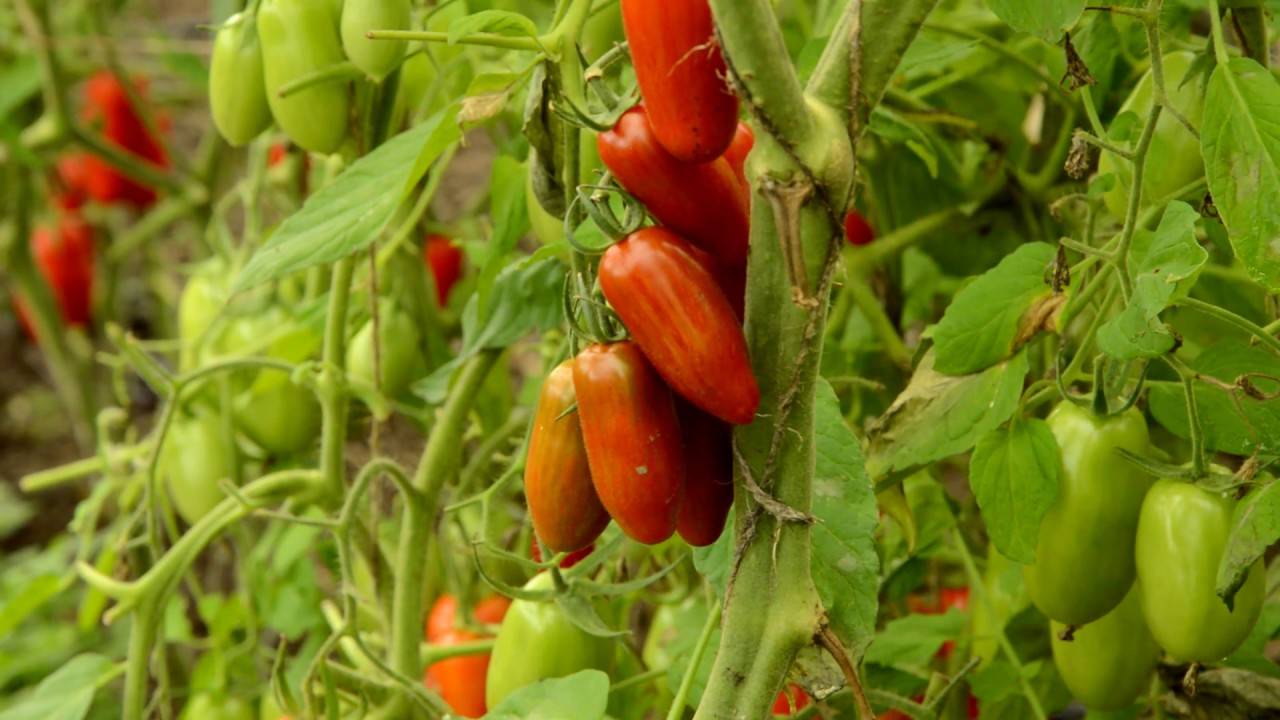 Архив метки: томаты