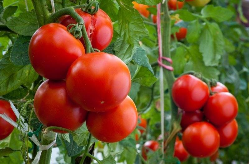 Краткое описание гибридного томата суперприз f1 и выращивание растения на участке