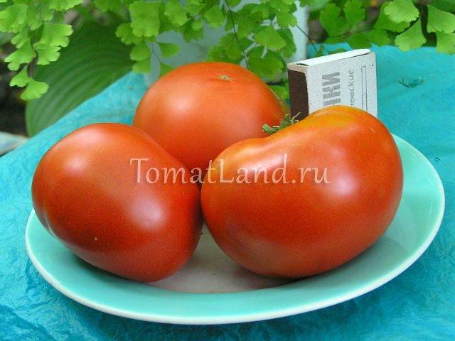 Характеристика и описание сорта томата Толстый Джек, его урожайность