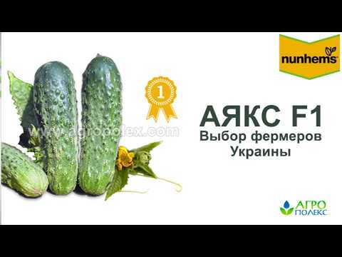 Огурцы аякс: описание и характеристики сорта, выращивание с фото