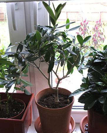 Оливковое дерево уход в домашних условиях сохнут молодые листья. как выглядит и как цветет вечнозеленое оливковое дерево в горшке (с фото)