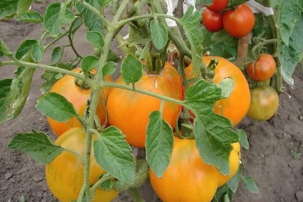 Описание сорта томата Медовые росы и его характеристики