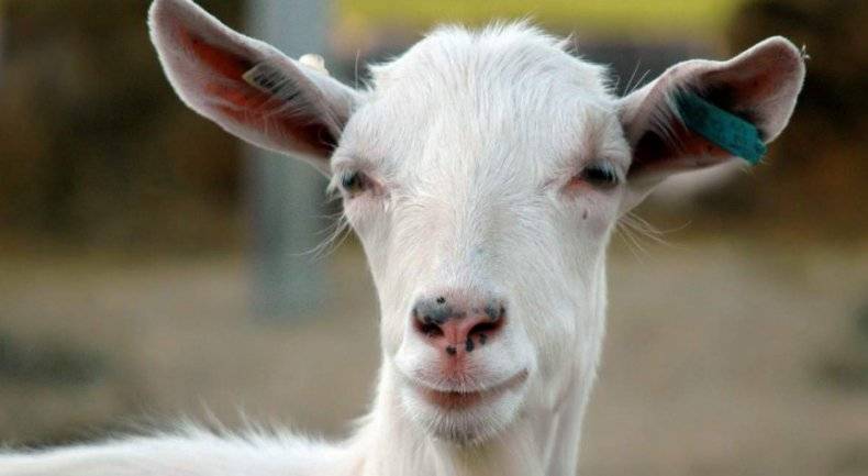 Как безошибочно определить беременность козы