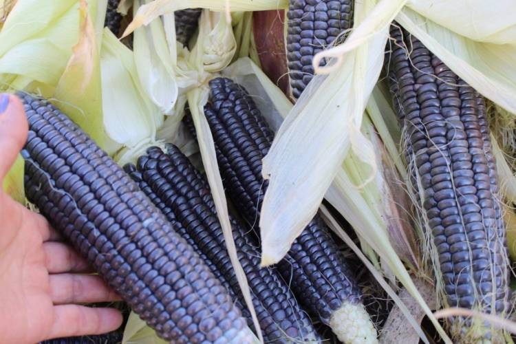 Кукуруза для попкорна: из каких сортов делают, выращивание
