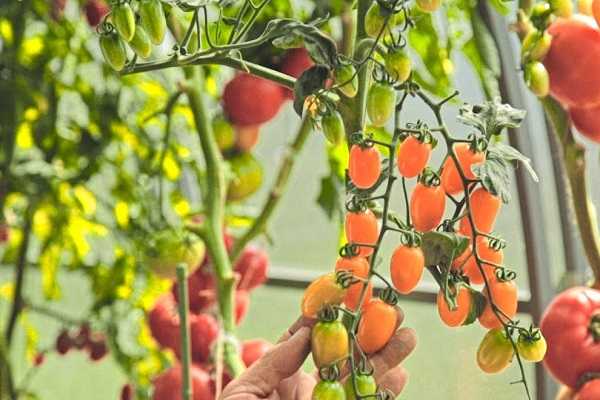 Описание сорта томатов Импала и их характеристики