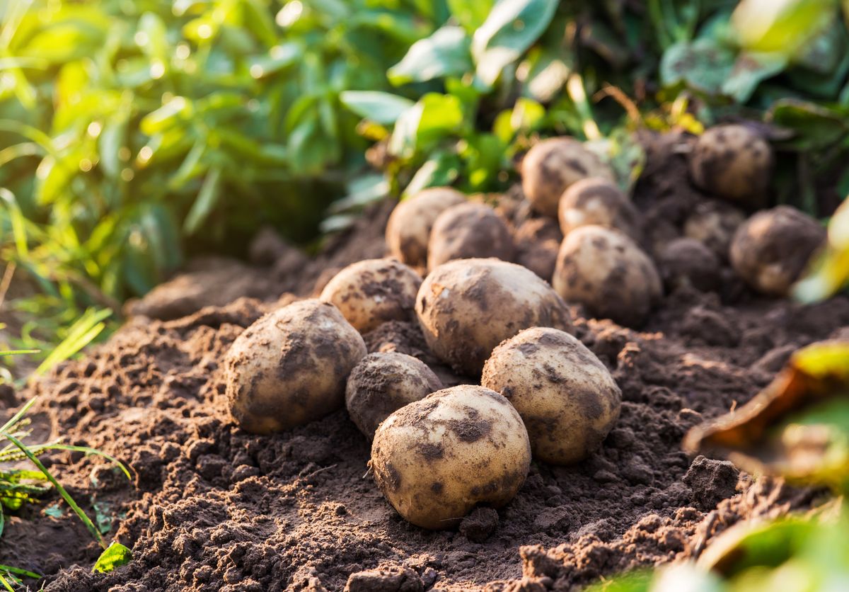Устойчивый к жаре картофель «крепыш»: описание сорта, фото и основные нюансы