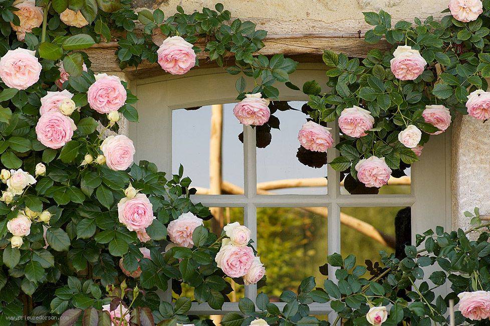 Роза пьер де ронсар, описание, особенности сорта и правильная посадка