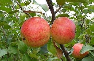 Яблоня карликовая: посадка и уход, обрезка и сорта