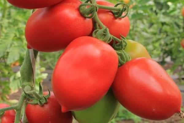 Характеристика и описание сорта томата Быстренок, его урожайность
