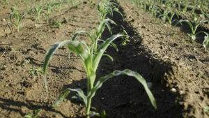 Кукуруза: посадка и уход в открытом грунте