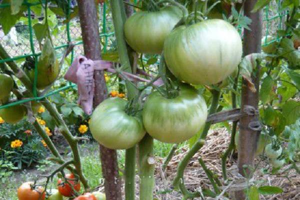 Характеристика и описание сорта томатов Бийская роза и Бийский розан