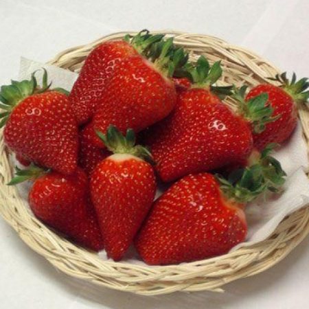 Описание сорта клубники сирия — фото размера ягод, отзывы садоводов