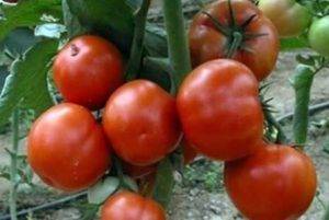 Урожайность с характеристиками и описанием сорта томата Петр Великий