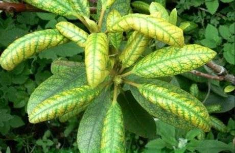 Почему желтеют листья у рододендрона и что делать для лечения