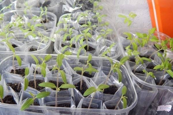 Посадка и советы по выращиванию томатов по методу Галины Кизимы