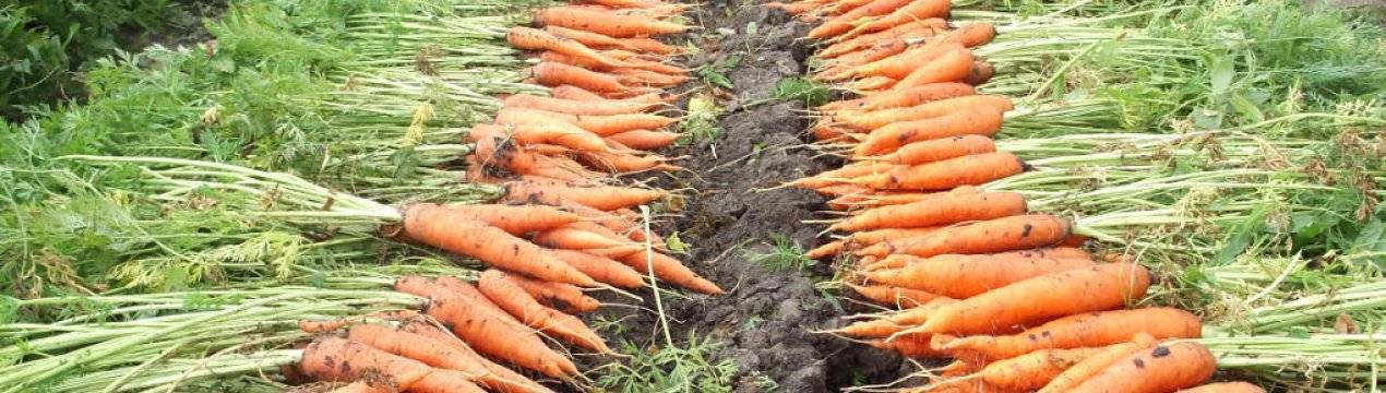 Сроки уборки моркови с грядки на хранение в 2019 году