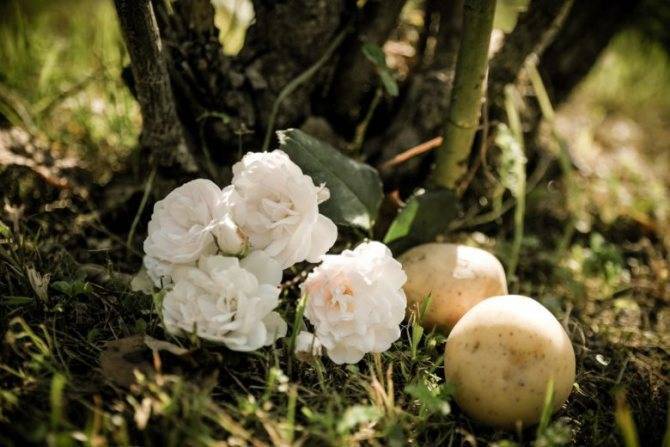 Как размножить и вырастить розу в картошке