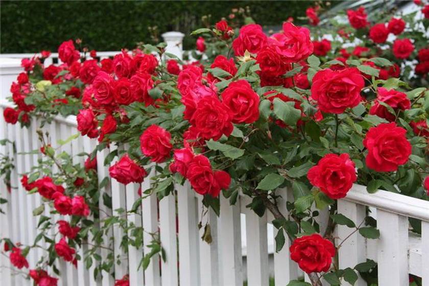 Описание и тонкости выращивания плетистой розы сорта Лагуна