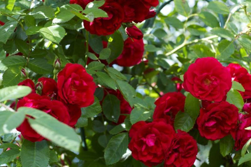 Роза фламентанц: потрясающий каскад красных цветов