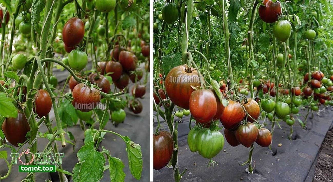 Урожайный и проверенный сорт томатов — «сердце ашхабада»