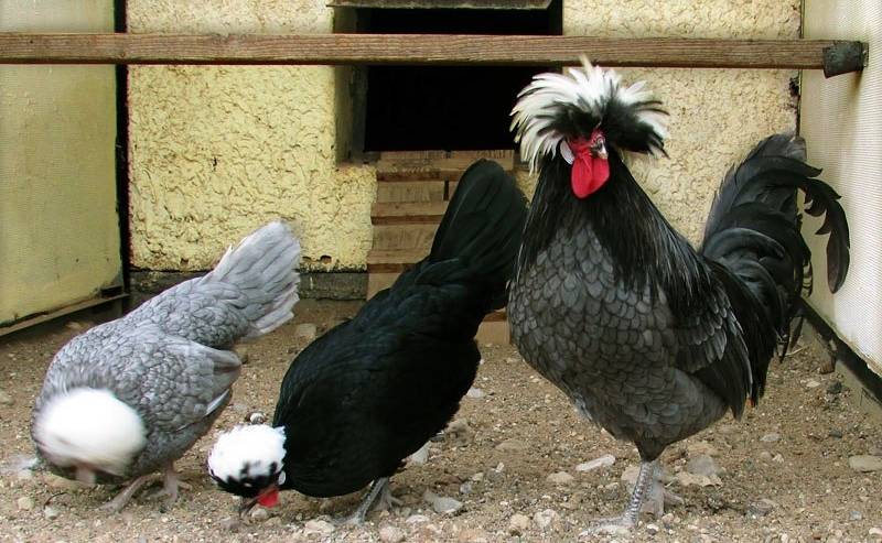 Голландская белохохлая порода кур