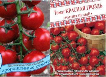 Характеристика и описание сорта томата Черная Гроздь, его урожайность