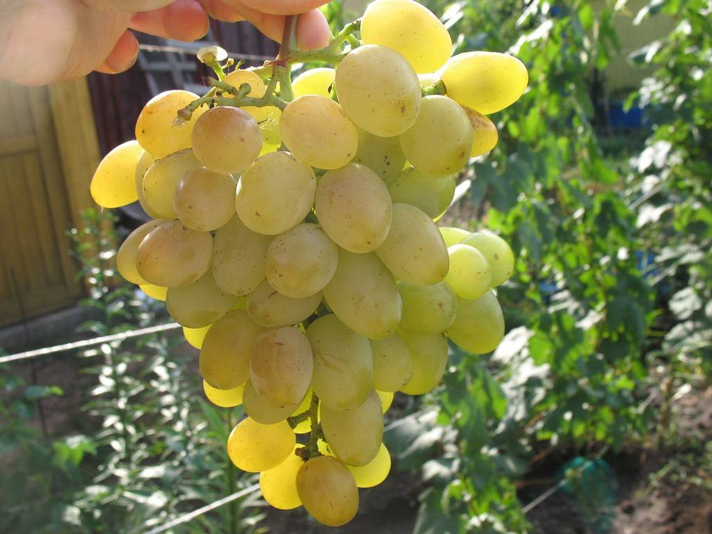 Сорт винограда ливия: характеристика, особенности посадки и ухода