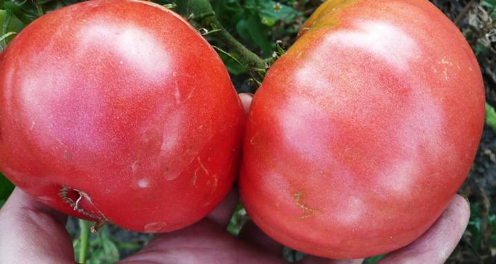 Характеристика и описание сорта томата розовый спам