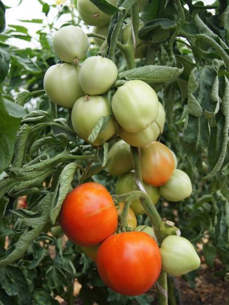 Голландская технология выращивания томатов