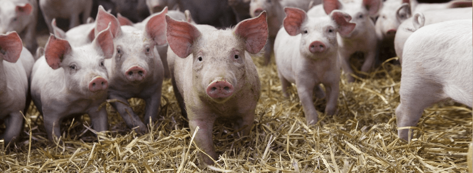 Запрет на разведение свиней в частном секторе