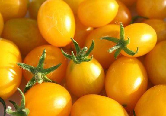 Характеристика и описание сорта томата Минибел, его урожайность