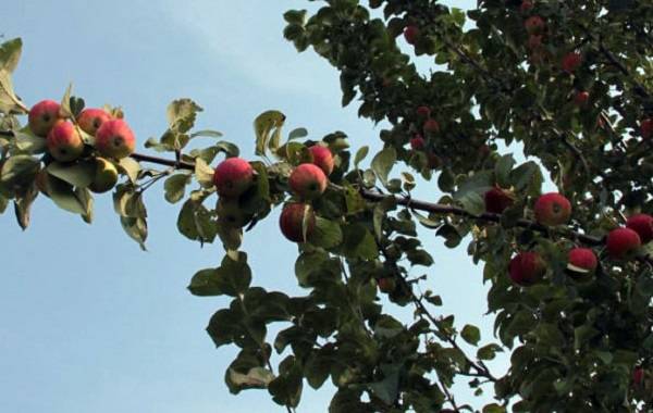 Описание сорта яблонь Супер Прекос, выращивание и урожайность