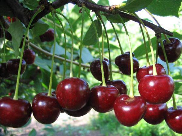 Самоплодные вишни: достоинства и недостатки, сорта для регионов с разным климатом