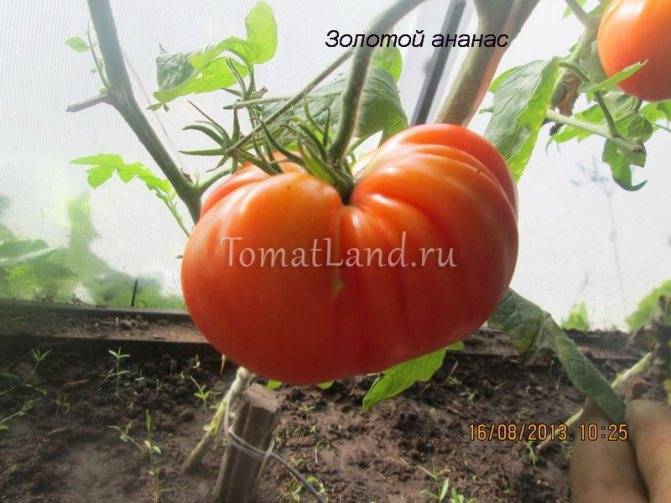 Описание сорта томата Бархатный сезон, его характеристика и урожайность