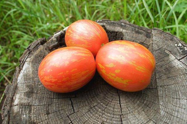 Характеристика сорта томатов пасхальное яйцо