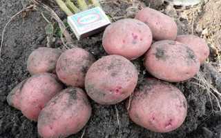 Сорт картофеля журавинка — гордость белорусской селекции