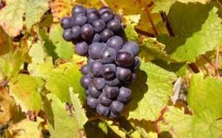 Белый сорт винограда «пино гриджио»