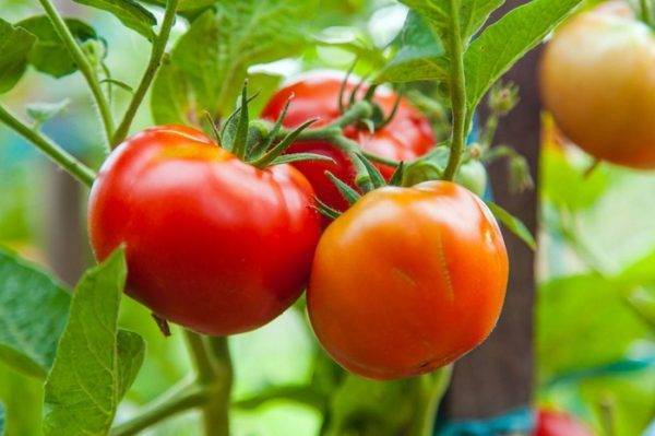 Описание сорта томата Северная красавица, его выращивание и уход