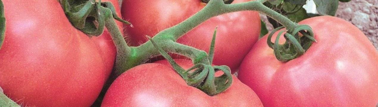 Характеристика и описание сорта томата Толстушка, его урожайность