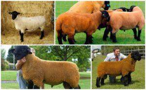 Катумская порода овец мясного направления