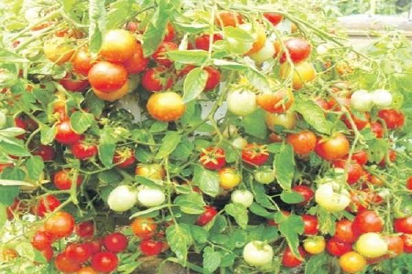 Описание сорта томата Ампельный смесь, особенности выращивания и ухода
